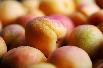 Fruits of juicy apricots in close-up.

