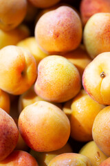 Fruits of juicy apricots in close-up.

