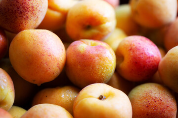 Fruits of juicy apricots in close-up.

