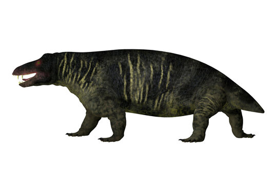 Jonkeria Animal Side View - Jonkeria truculenta was an omnivorous therapsid dinosaur that lived in South Africa during the Permian Period.