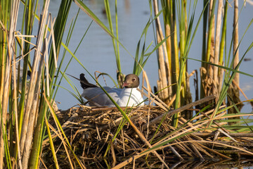 Black-headed gull sits on the nest and looks toward the camera lens on a sunny summer morning. 