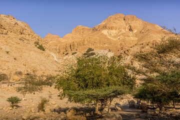 The scenic orange rocks of Ein Gedi national park (part of Judean desert), palm trees and dry bushes on the border between Israel and Palestine during the colorful sunset.
