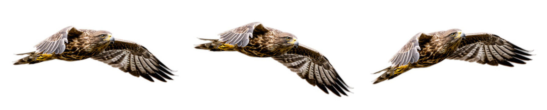 common buzzard