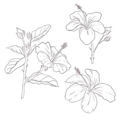 Set of hand drawn Hibiscus flower
