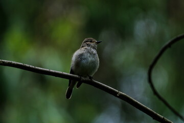 flycatcher, single bird on branch