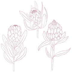 Hand drawn protea flower