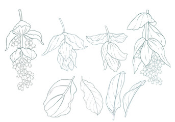 Hand drawn Medinilla magnifica tropical flower
