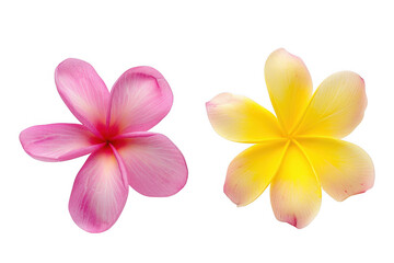 Fototapeta premium Pink and Yellow Frangipani Flowers