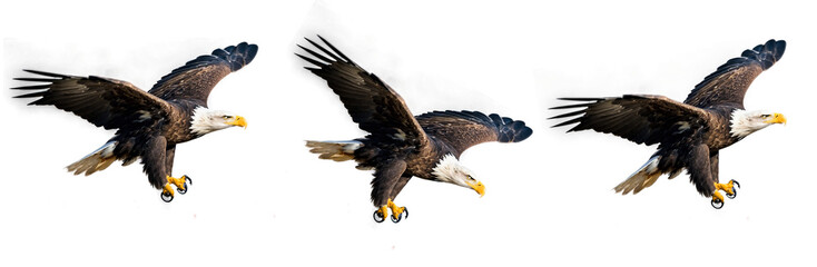 Obraz premium eagle cut out, eagle isolate