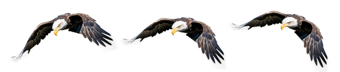 Obraz premium eagle cut out, eagle isolate