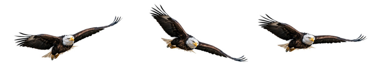 Obraz premium eagle cut out, eagle isolate