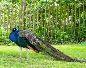 Pfau