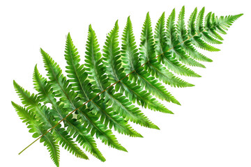 Large Green Fern Leaf