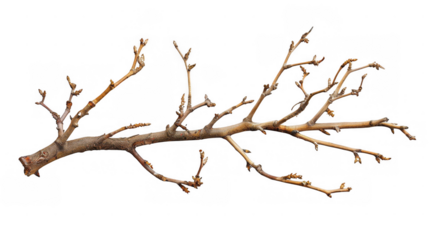 Dry Twisted Branch