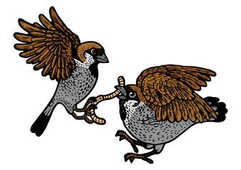 birds fight for the worm color line art sketch engraving PNG illustration. T-shirt apparel print design. Scratch board imitation. Black and white hand drawn image.