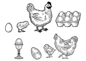 Chicken hen and eggs set line art sketch engraving PNG illustration. T-shirt apparel print design. Scratch board imitation. Black and white hand drawn image.