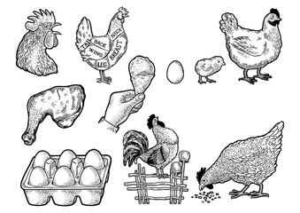 Chicken hen eggs and meat set line art sketch engraving PNG illustration. T-shirt apparel print design. Scratch board imitation. Black and white hand drawn image. © Oleksandr Pokusai