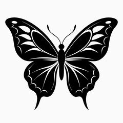 butterfly on white background