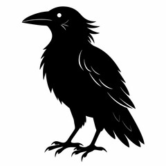 crow on a white background