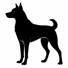 black and white dog