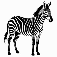 zebra vector illustration