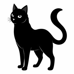 black cat on white