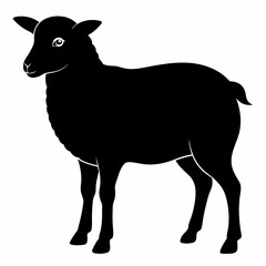 black and white sheep isolated