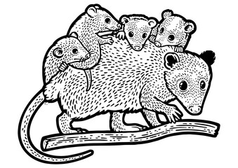 Opossum mom with baby opossum line art sketch engraving PNG illustration. T-shirt apparel print design. Scratch board imitation. Black and white hand drawn image.