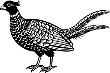 Pheasant silhouette vector illustration, Pheasant Bird
