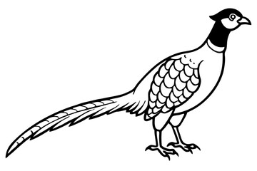 Pheasant silhouette vector illustration, Pheasant Bird