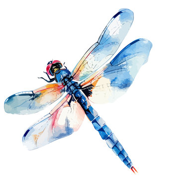 recommend clip art: Watercolor drawing clipart of a dragonfly, isolated on a white background, Illustration painting, dragonfly vector, drawing, design art, clipart image, Graphic logo