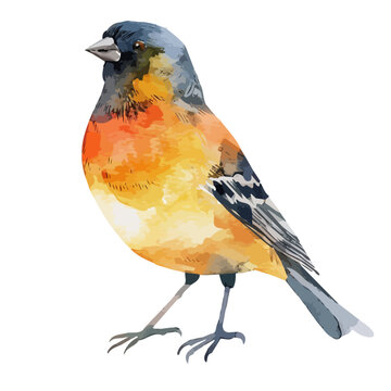 recommend clip art: Watercolor of a Finch, isolated on a white background, design art, drawing clipart, Illustration painting, Graphic logo, Finch vector 