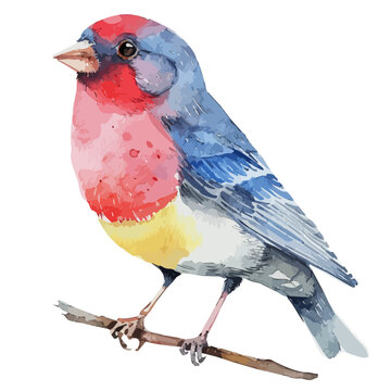 recommend clip art: Watercolor drawing of a Finch, isolated on a white background, clipart image, Illustration painting, design art, Finch vector, Graphic logo, drawing clipart. 