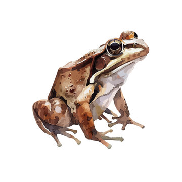 recommend clip art: Watercolor clipart vector of a Brown frog, isolated on a white background, frog vector, Illustration painting, Graphic logo, drawing design art