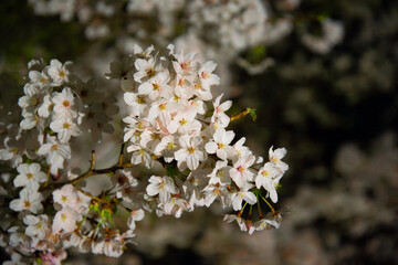 夜桜
