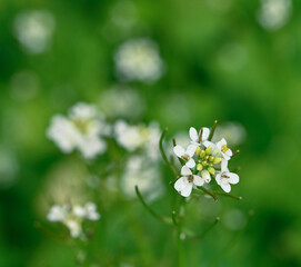 Beautiful close-up of alliaria petiolata