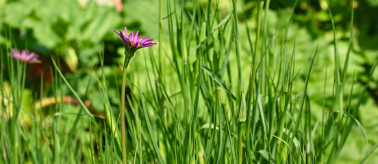 Beautiful close-up of tragopogon porrifolius