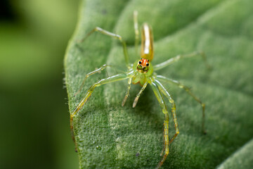 spider on leaf