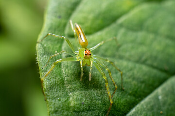 spider on a green leaf