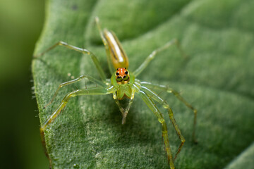 spider on leaf