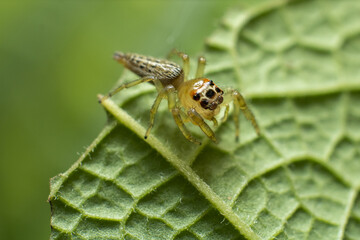 Fototapeta premium spider on leaf