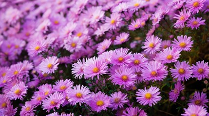 Obraz premium field purple aster