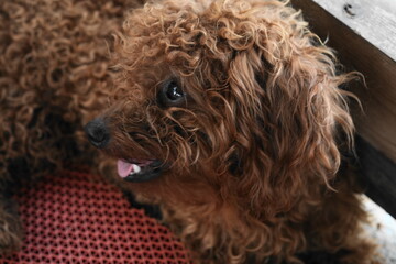 Poodles are one of the most popular and recognizable dog breeds in the world. They are known for their intelligence, elegant appearance, and hypoallergenic coats|貴賓狗