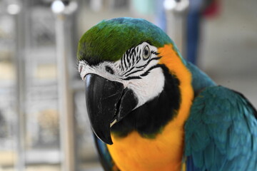 Macaws are a group of New World parrots that are known for their vibrant colors, intelligence, and social behavior. They are native to Central and South America|金剛鸚鵡