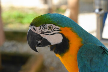 Macaws are a group of New World parrots that are known for their vibrant colors, intelligence, and social behavior. They are native to Central and South America|金剛鸚鵡