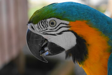 Macaws are a group of New World parrots that are known for their vibrant colors, intelligence, and social behavior. They are native to Central and South America|金剛鸚鵡