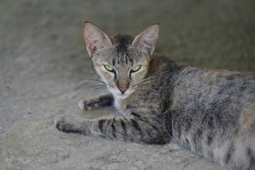 The American Keuda is a relatively new and lesser-known breed of domestic cat that originated in the United States. 貓