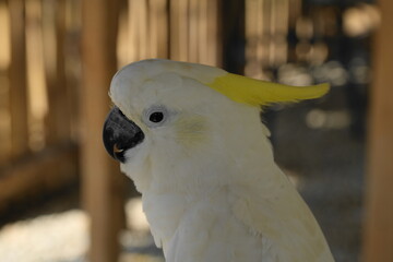 The White Cockatoo, also known as the Umbrella Cockatoo (Cacatua alba), is a captivating parrot species known for its striking white plumage and large, expressive crest. |白鳳頭鸚鵡