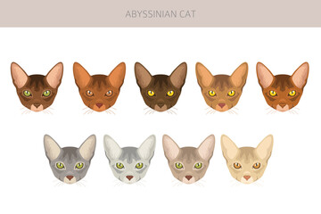 Abyssinian cat clipart. All coat colors set.  All cat breeds characteristics infographic