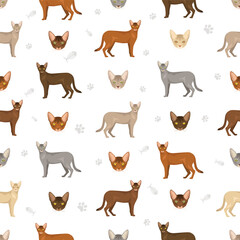 Abyssinian cat seamless pattern. All coat colors set.  All cat breeds characteristics infographic